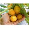 TORVUM 5 SEMI DI SOLANUM FEROX HAIRY FRUIT SPEDIZIONE GRATUITA