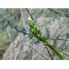 ASPARAGO SELVATICO -ASPARAGUS ACUTIFOLIUS, 50 SEMI+ "SPEDIZIONE GRATUITA "