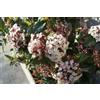 Camellia Sinensis 10 SEMI DI Viburno tino - Viburnum tinus L.. + SPEDIZIONE GRATUITA