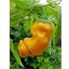 Purple PEPERONCINO - Capsicum annuum cv. "PETER GIALLO" 15 SEMI +SPEDIZIONE GRATUITA