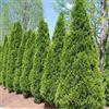 Camellia Sinensis 15 SEMI DI THUJA OCCIDENTALIS + SPEDIZIONE GRATUITA