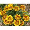 3D Rose GAZANIA 10 SEMI MIX DI GAZANIA+ SPEDIZIONE GRATUITA