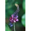 Purple 5 SEMI DI PUERARIA TUBEROSA - "Kuzu Indiano' " - + SPEDIZIONE GRATUITA