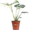 eGarden.store Pianta di Monstera Thai Constellation rara tropicale vera variegata da interno