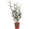 eGarden.store Pianta di Eleagnus Ebbingei Compacta cespuglio vero da siepe da esterno in vaso