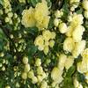 AMDGarden Pianta di ROSA BANKSIAE LUTEA fiore giallo rampicante SENZA SPINE vaso 18/20 cm