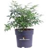 eGarden.store Pianta di Nandina Domestica Gulf Stream vera ornamentale da esterno in vaso