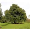 Vivaio di Castelletto Leccio Elce "Quercus ilex" pianta esemplare in mastello ø60 cm h. 3,5 mt