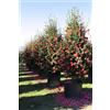 Vivaio di Castelletto Camelia rossa "Camellia sasanqua" pianta in mastello ø80 cm h. 2,5/3 mt
