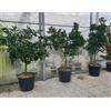 Vivaio di Castelletto Arancio Valencia Citrus sinensis esemplari pianta in mastello ø60 cm FOTO REALI