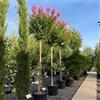 Vivaio di Castelletto Lagerstroemia indica rosa pianta ad alberello mastello h. 3,5/4mt cfr. 15/17cm
