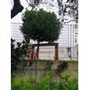 Vivaio di Castelletto Alloro "Laurus nobilis" pianta ad alberello in mastello ø60 cm h. 300/350 cm