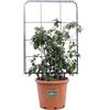 eGarden.store Pianta di Camelia Japonica Miyako Dori Spalliera pianta con spalliera da esterno