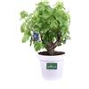 eGarden.store Bonsai di Vitis Vinifera Bonsai di Vite Europea pianta ornamentale Bonsai vero