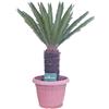 eGarden.store Pianta di Cycas Revoluta pianta vera ornamentale palma vera da esterno giardino