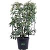 eGarden.store Pianta di Photinia X Fraseri Red Robin Spalliera Fotinia pianta vera da esterno