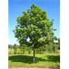 Vivaio di Castelletto Frassino Fraxinus excelsior in mastello ø50 cm h. 120/140 cm cfr tronco 24/26 cm