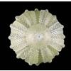 PLAFONIERA A 6 LUCI D.50CM CON 10 FOGLIE GRANIGLIA CRISTALLO AMBRA BGA 179/12F