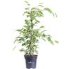 eGarden.store Pianta di Ficus Benjamina Samantha vera foglia variegata ornamentale da interno