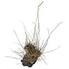 CROCI SPA DECORATIVI ACQUARIO LEGNO SU LAVA VOODOO S 20-30 CM