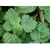 Olio Essenziale Da Patchouli Puro E Naturale 1 Litro