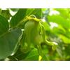 Olio Essenziale Ylang Completa Qualità Extra 1 Litro