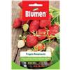 BLUMEN SEMI DI FRAGOLE RAMPICANTI varietà dai frutti grandi e gustosi