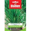 BLUMEN SEMI DI CICORIA CATALOGNA PUNTARELLE
