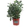 eGarden.store Pianta di Pittosporo Pittosporum Tobira vera ornamentale per siepe da esterno