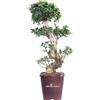 eGarden.store Bonsai Ficus Ginseng Pianta di Ficus Ginseng pianta vera da interno e matrimonio