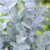 AMDGarden Pianta di Eucalipto profumato EUCALIPTUS GUNNII siepi e bordure IN VASO 18 cm
