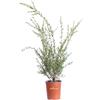 eGarden.store Pianta di Callistemon Linearis cespuglio vero fiore rosso ornamentale da esterno