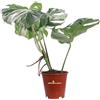 eGarden.store Pianta di Monstera Deliciosa Albo Variegata vera rara ornamentale da interno
