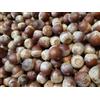 5 semi di quercia rossa (Quercus rubra) semi FRESCHI "SPEDIZIONE GRATUITA "