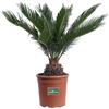 eGarden.store Pianta di Cycas Revoluta pianta vera ornamentale palma vera da esterno giardino