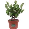 eGarden.store Pianta di Viburno Sandankwa Viburnum Suspensum pianta vera da siepe da giardino
