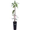 eGarden.store Albero di Mango Mangifera Indica vero frutto da mangiare in vaso da esterno