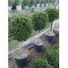 Vivaio di Castelletto Agrifoglio giapponese "Ilex crenata" ad alberello a palla vaso 28cm h.70/80cm