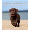 Alpha Edition Simpatici cani bambini 2023 - Calendario da parete - Calendario con animali - 30 x 34: Dinky Dogs