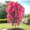 Meilland Richardier Pianta ROSA LES QUATRE SAISONS® alberello ROSA MEILLAND PIANGENTE vaso 24 FOTO