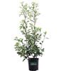eGarden.store Pianta di Photinia Fraseri Red Robin Fotinia siepe vera ornamentale da esterno