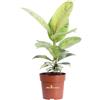 eGarden.store Pianta di Ficus Elastica Shivereana vera ornamentale da arredo interno in vaso