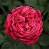 Meilland Richardier Pianta di ROSA BREVETTATA ALEXANDRE ASTIER® rosa PROFUMATA vaso19 FOTO REALE