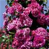 Meilland Richardier Pianta ROSA BREVETTATA INES SASTRE ® RAMPICANTE bianca rosa MEILLAND vera