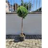 Vivaio di Castelletto Cipresso Leyland arte topiaria Cupressocyparis leylandi Aurea piante varie forme