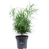 eGarden.store Pianta di Asparagus Falcatus pianta vera oramentale da arredo per appartamento