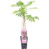 eGarden.store Pianta di Glicine Wisteria pianta vera da fiore esterno rampicante ornamentale