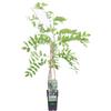 eGarden.store Pianta di Glicine Wisteria pianta vera da fiore esterno rampicante ornamentale