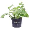 eGarden.store Pianta di Pothos Pianta di Scindapsus pianta da interno pianta ornamentale vera