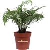 eGarden.store Pianta di Felce Blechnum Gibbum Silver Lady vera ornamentale da arredo interno